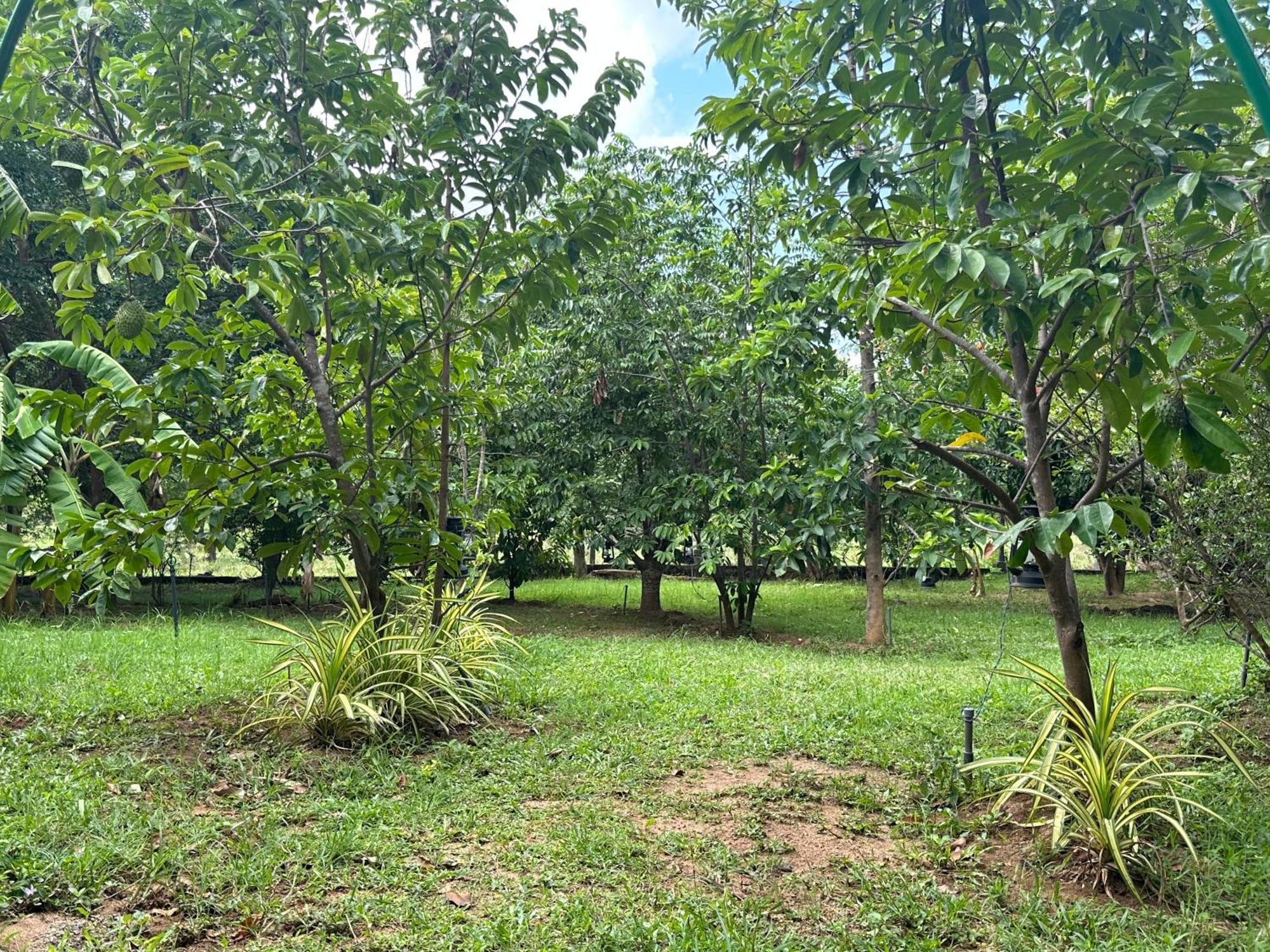 Into The Wild Sigiriya Exterior foto